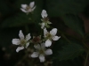 blackberry-blooms