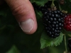 thumb-size-blackberries