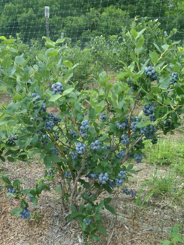 Blueberries - Chautauqua Hills Farm