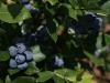 blueberries-ripening