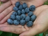 handful-of-fresh-picked-blueberries