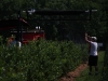 bird-netting-2