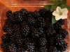 blackberries_pkg