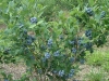 blueberry-bush-2